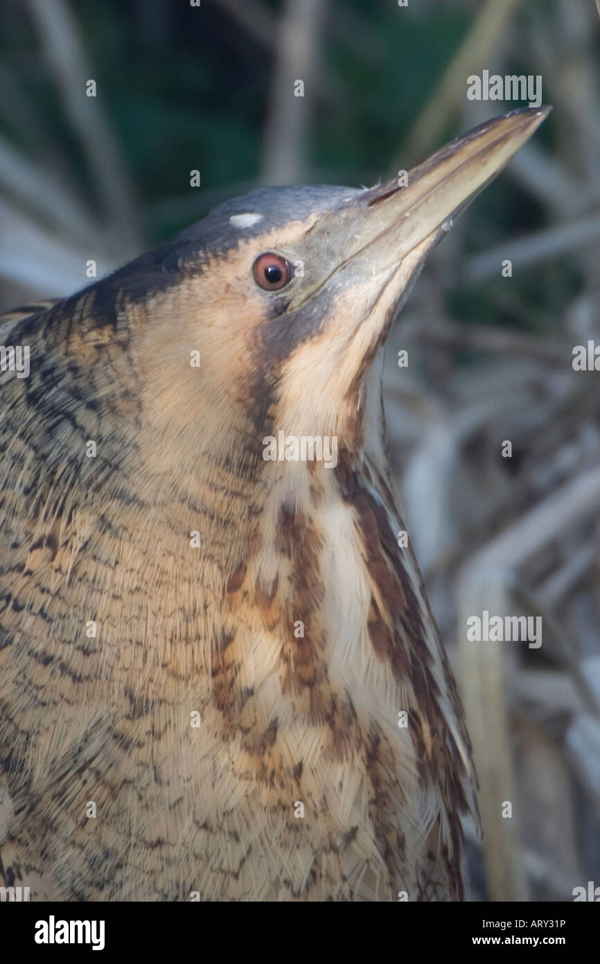 Bittern Botaurus stellaris in marshy reeds Stock Photo