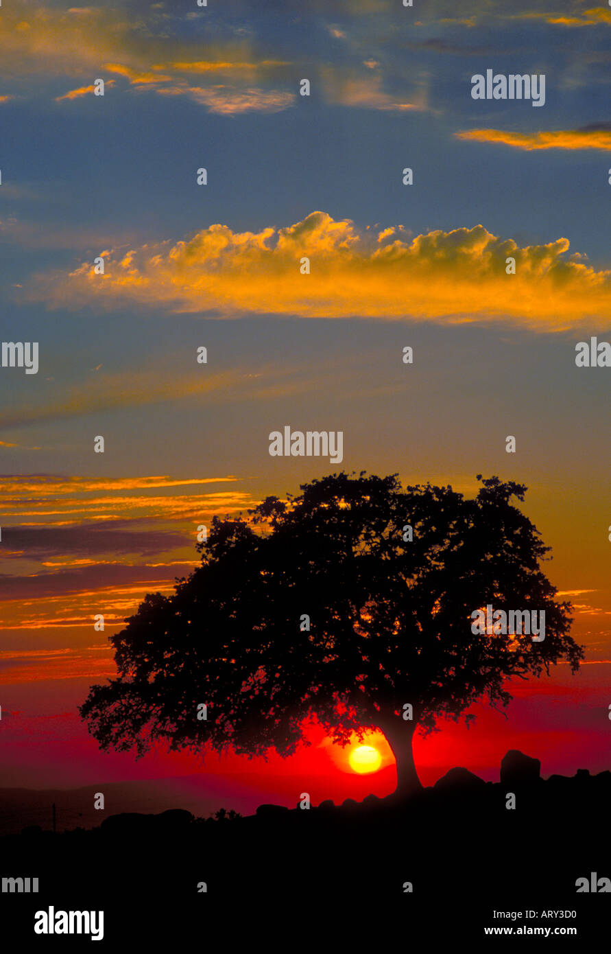 A lone oak tree at sunset in the Sutter Buttes of California Stock ...