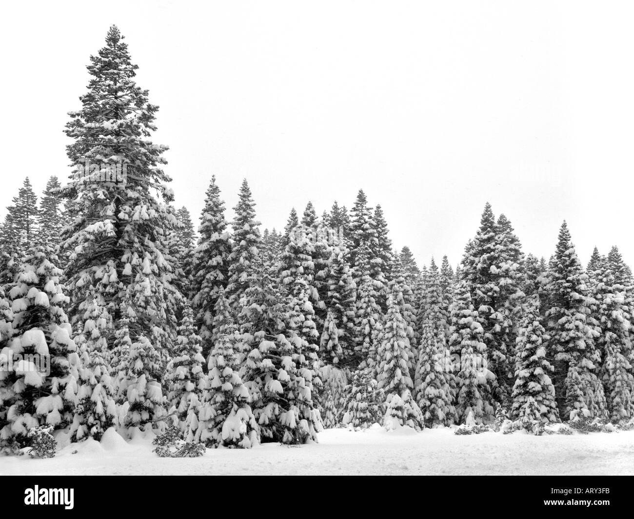 Snow covered trees in Lassen National Park Stock Photo Alamy
