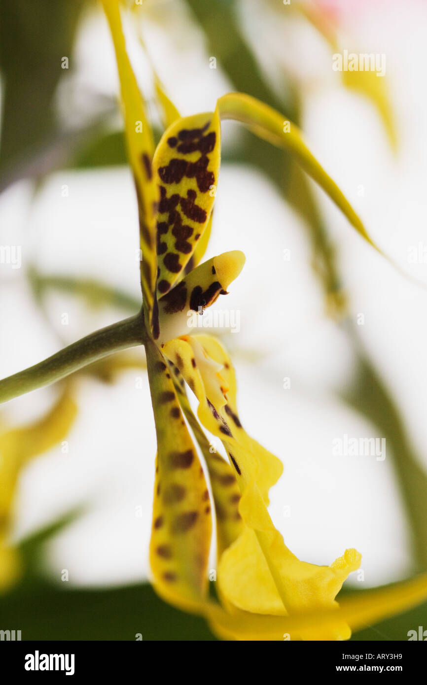 spider orchids in bloom Stock Photo
