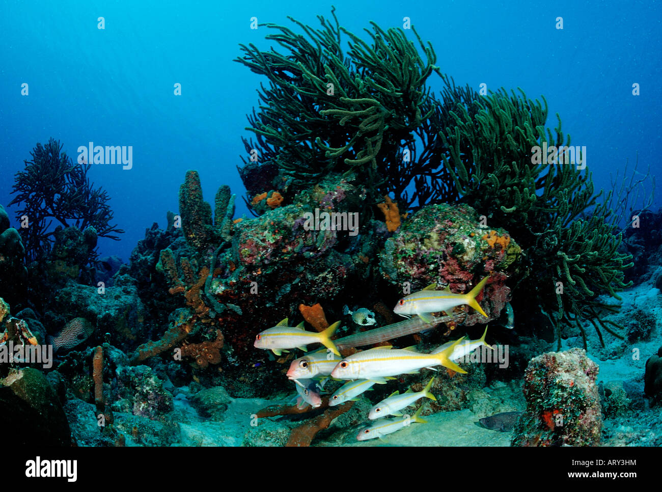 Schooling Yellowtail Snapper Ocyurus chrysurus Caribbean Sea Tobago Stock Photo