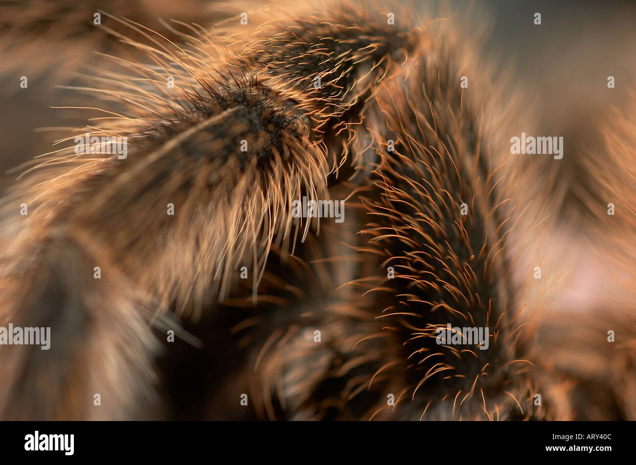 Chilean Rose Tarantula close up leg detail  Stock Photo