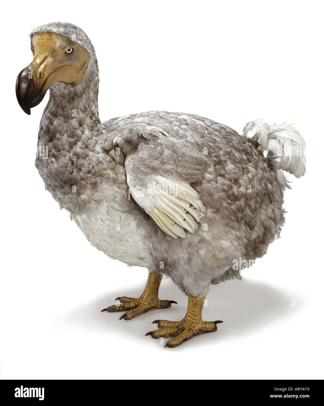 Mounted specimen of dodo, now extinct Stock Photo