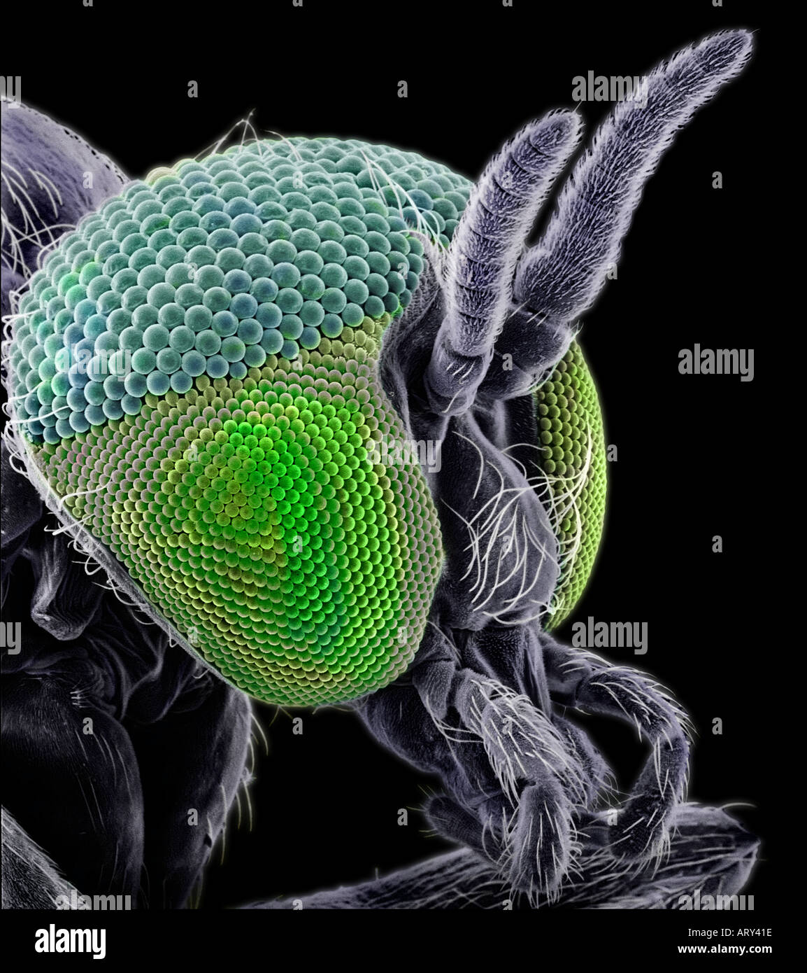 SEM of Simulian blackfly (simulium damnosum) showing the compound eye x 130, colour enhanced Stock Photo