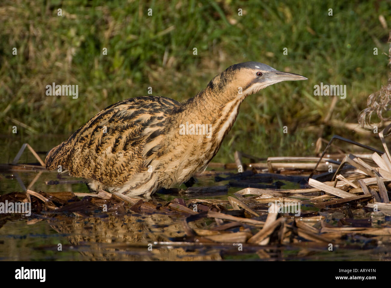 Bittern Botaurus stellaris in marshy reeds Stock Photo