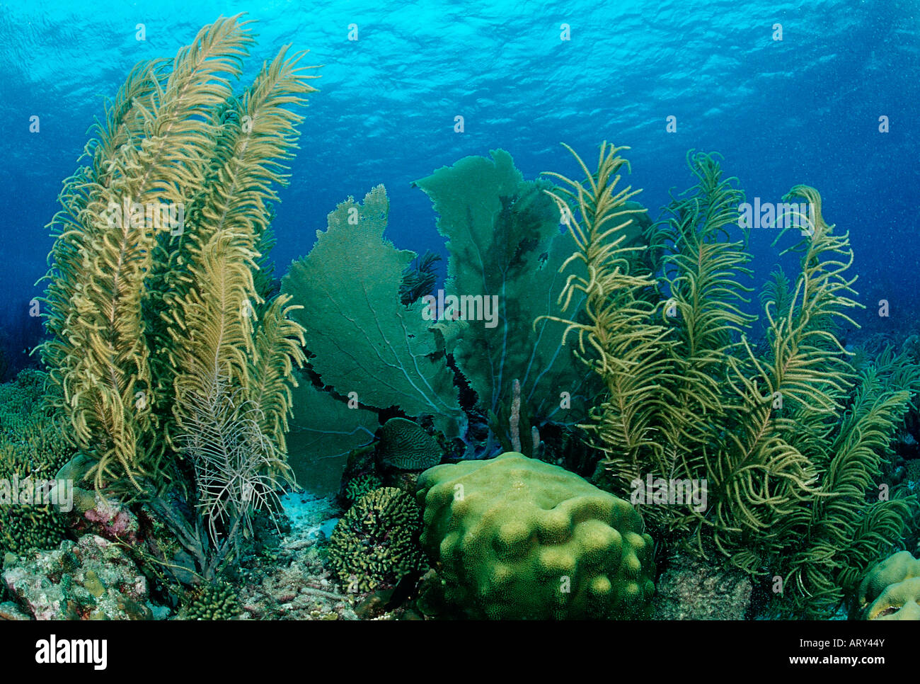 Caribbean Coral Reef Caribbean Sea Bonaire Stock Photo