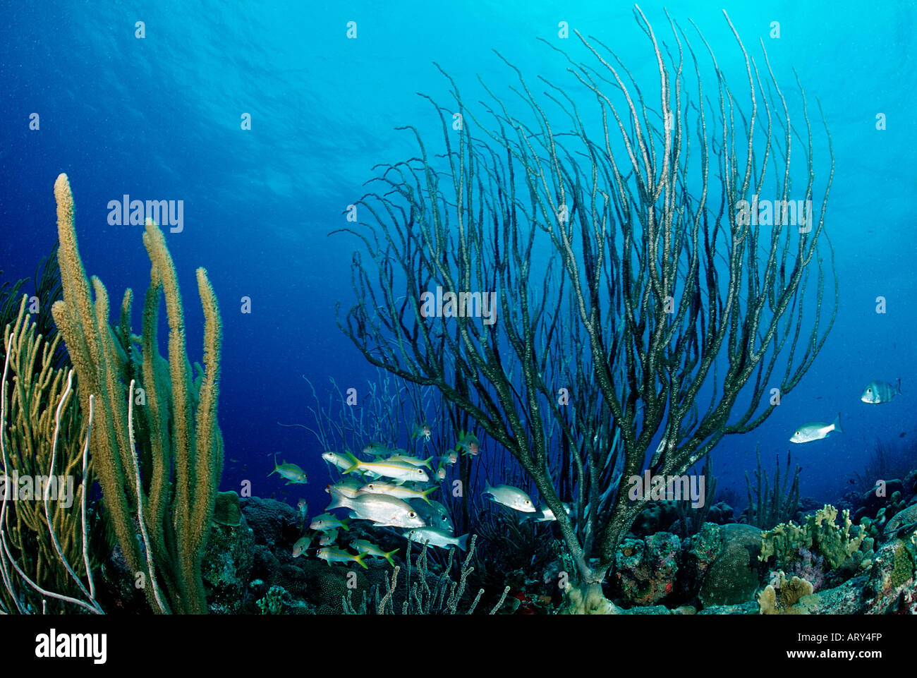 Coral Reef with Schooling Fishes Caribbean Sea Tobago Stock Photo