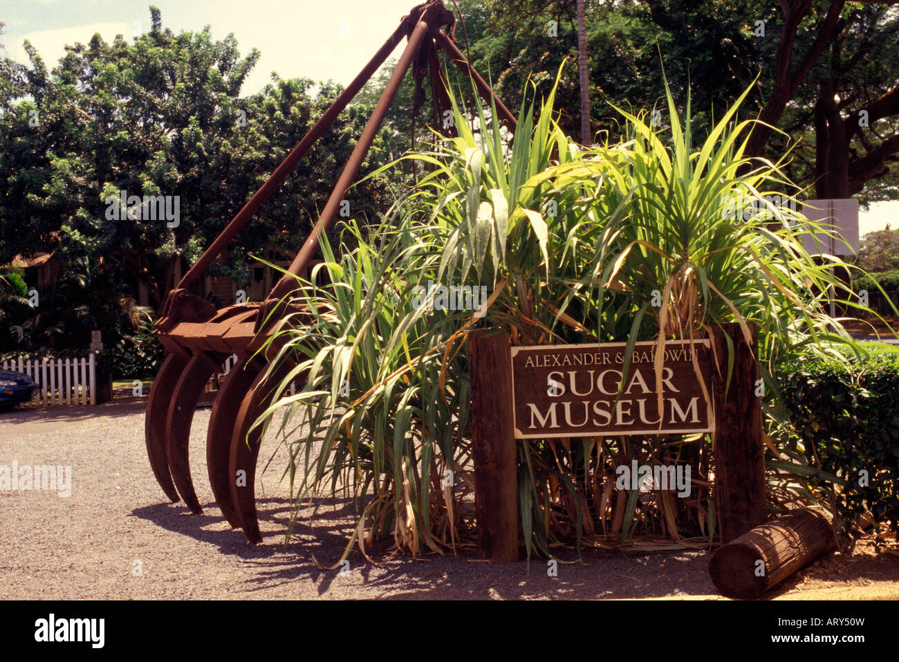 An old piece of agricultural machinery is flanked with sugar cane at