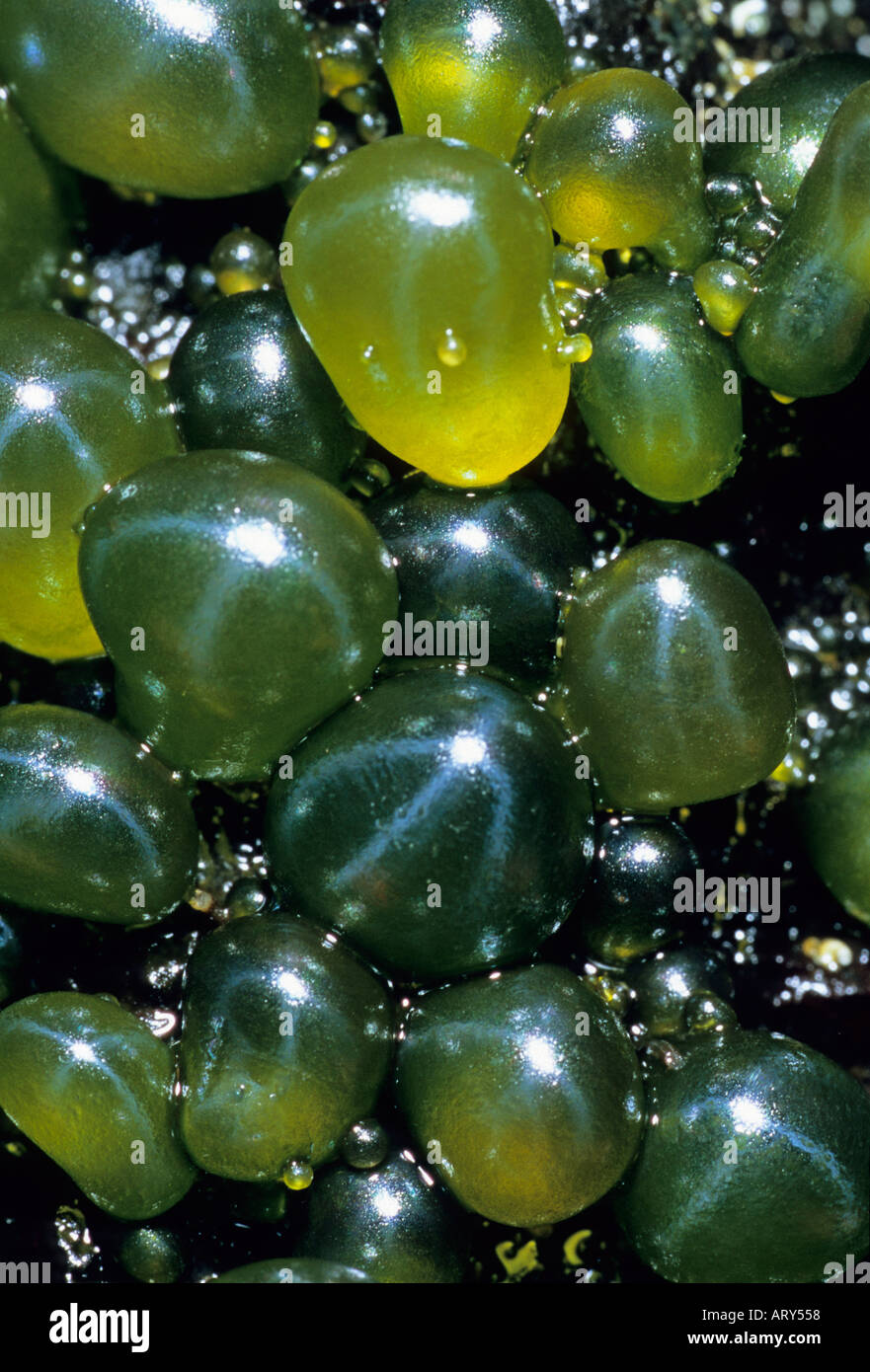 GLOBULAR GREEN ALGAE (Valonia ventricosa) Found in Tidal Pools ASCENSION ISLAND South Atlantic Ocean Stock Photo