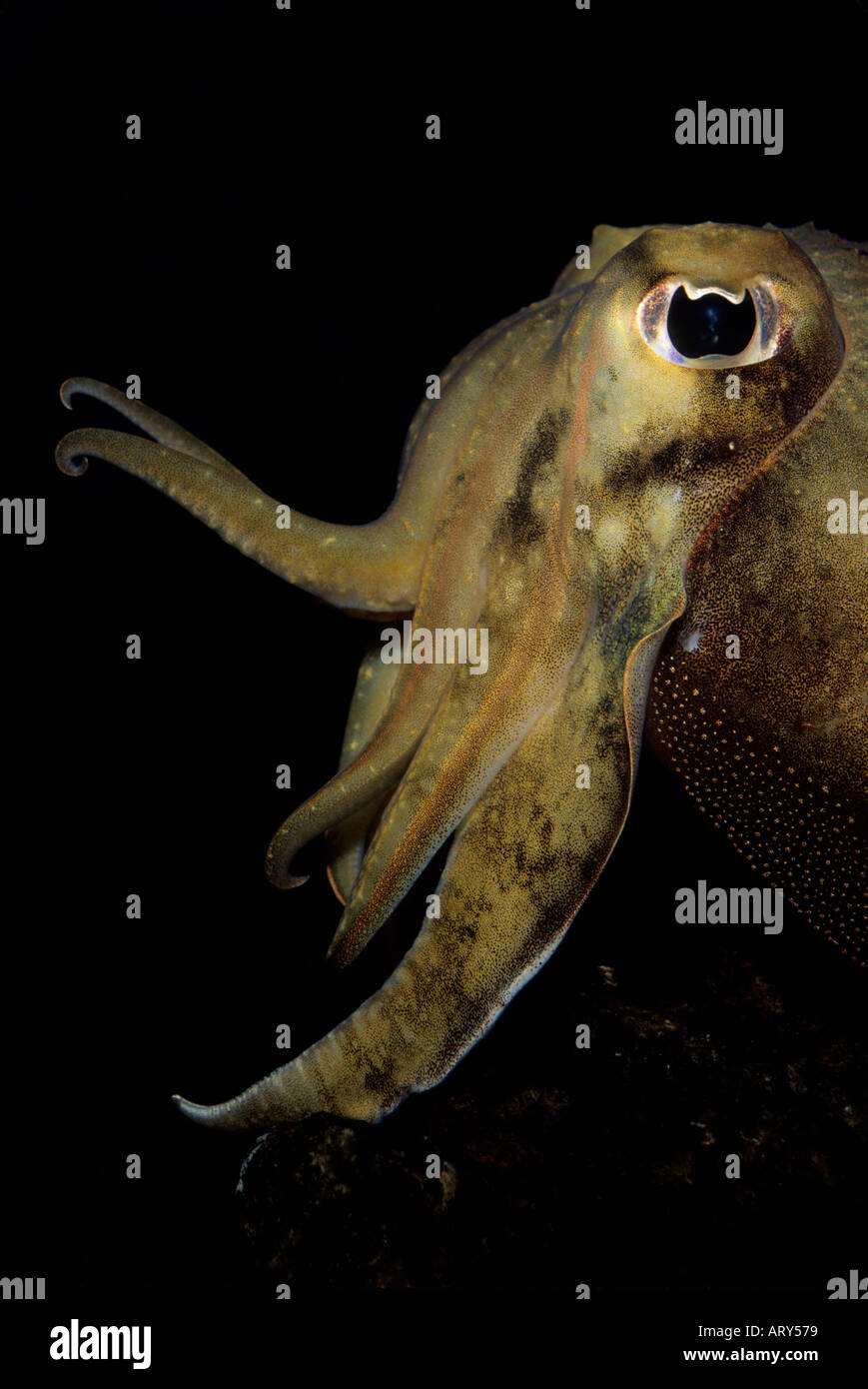 CUTTLEFISH (Sepia officinalis) Head and tentacles, CAPTIVE Stock Photo
