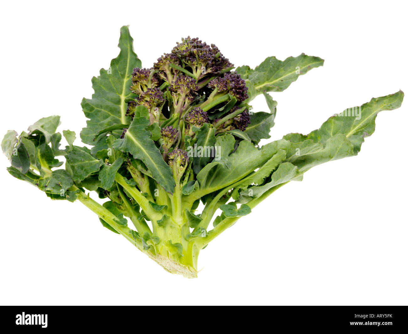 Purple Sprouting Broccoli Stock Photo Alamy