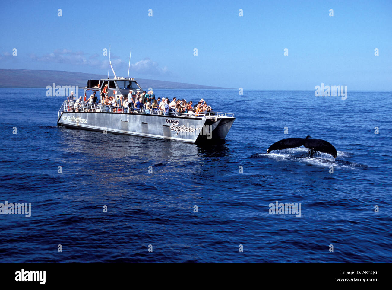 Humpback whale hawaii boats hi-res stock photography and images - Alamy
