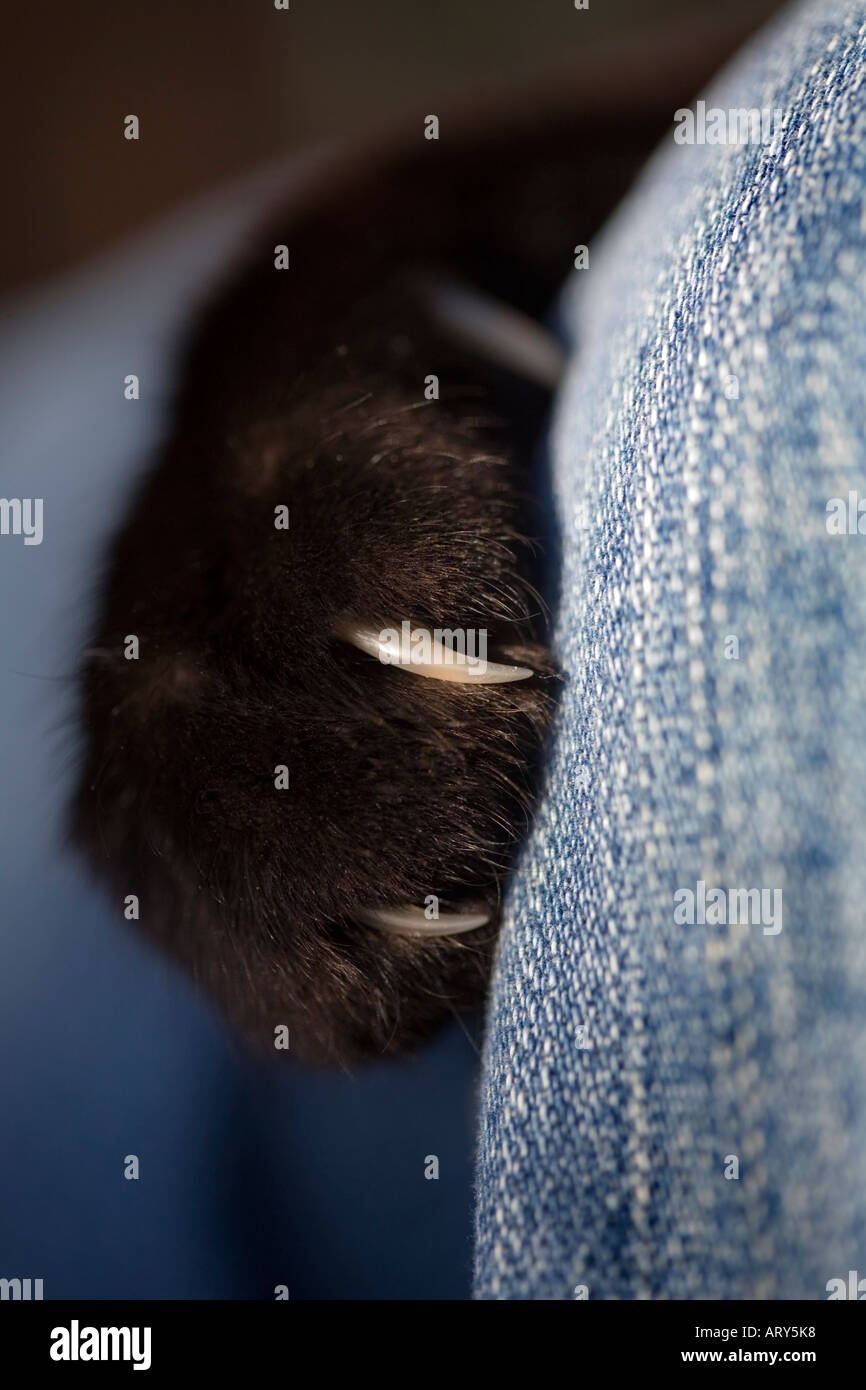 Cat on lap claws hi-res stock photography and images - Alamy