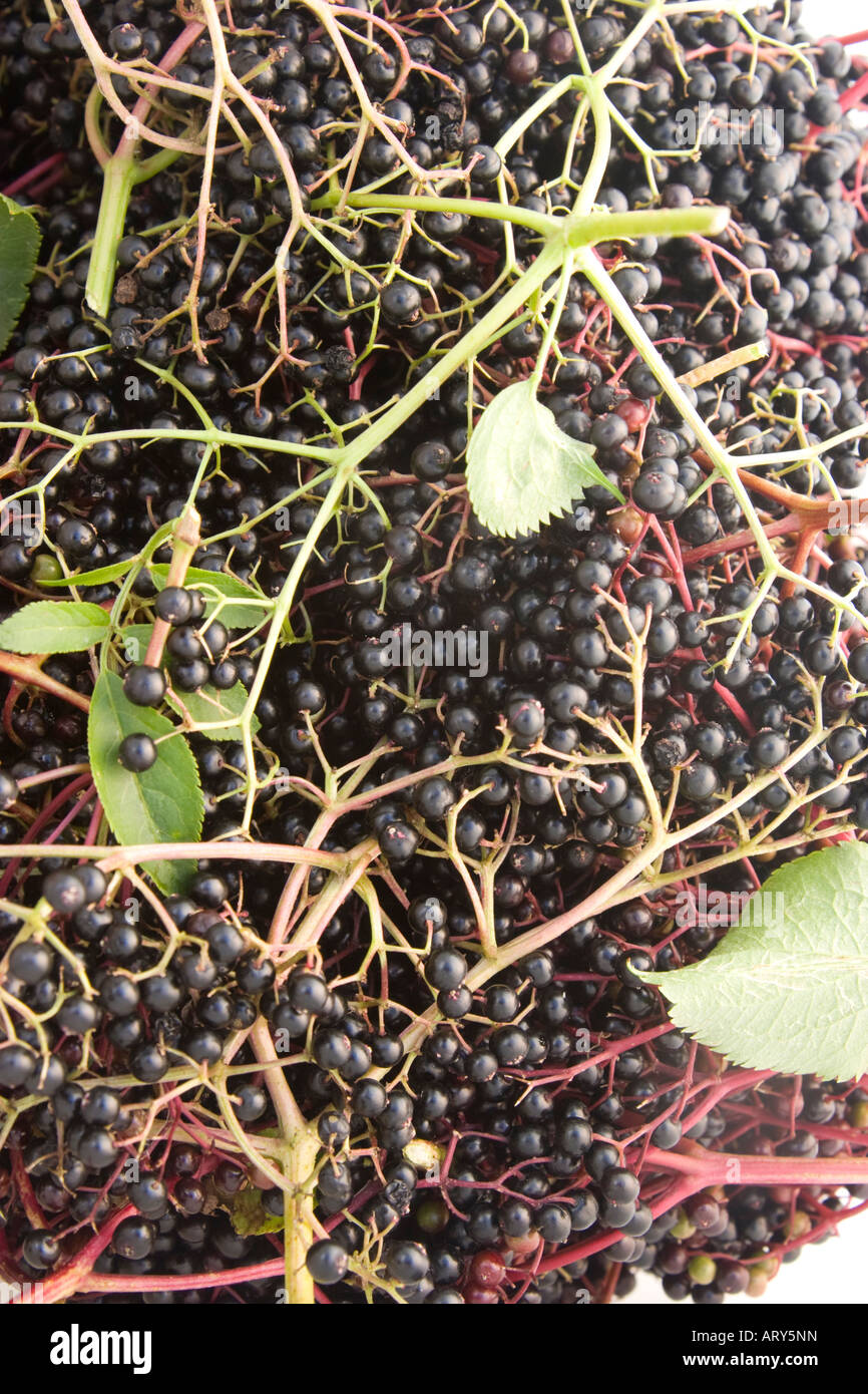 Bunches of elderberries inside the fermentation bucket waiting to be crushed for wine making