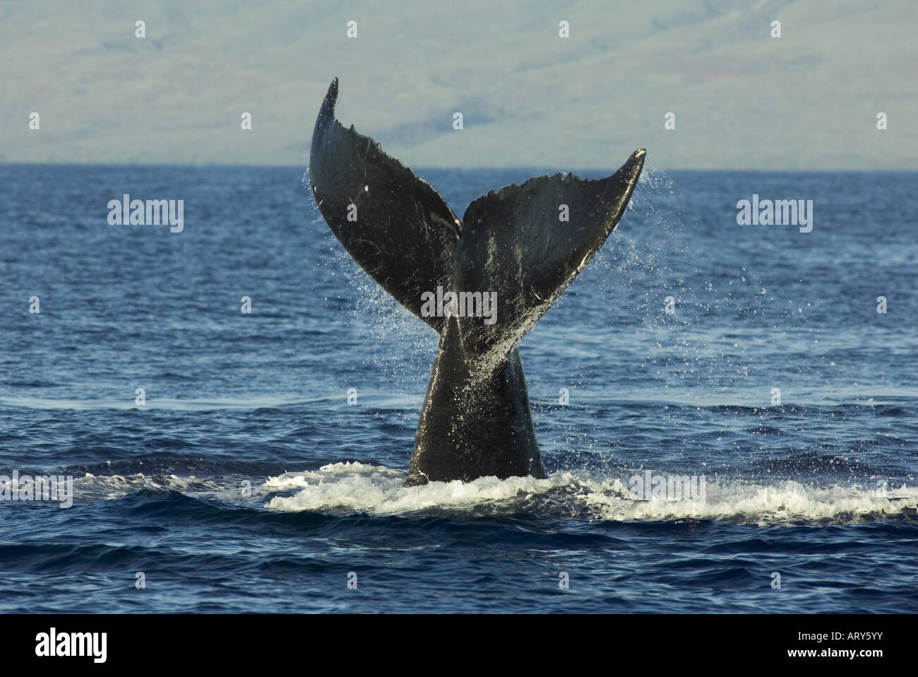 Humpback whale tail off the island of Maui. The island of Lanai is in ...