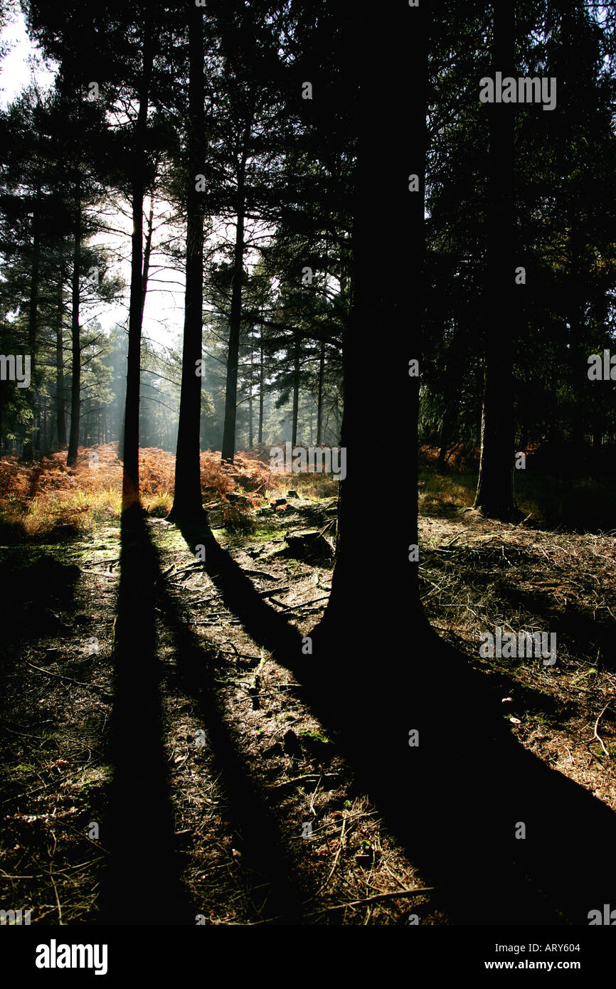 early morning sun in a misty new forest Stock Photo