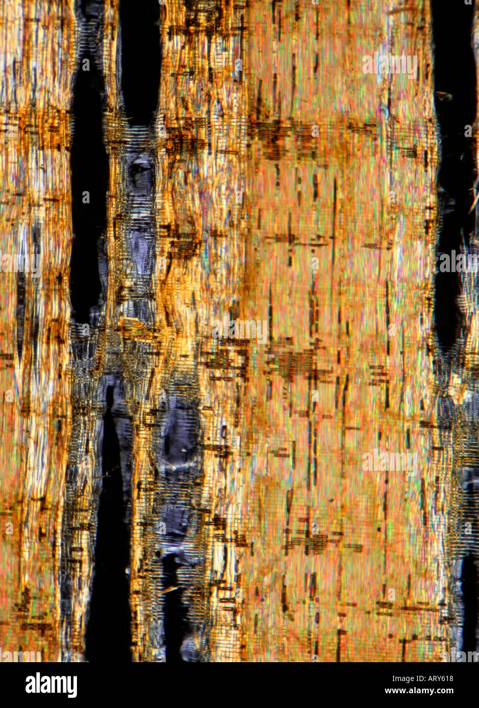 Austrian oak Quercus cerris wood section darkfield photomicrograph Stock Photo