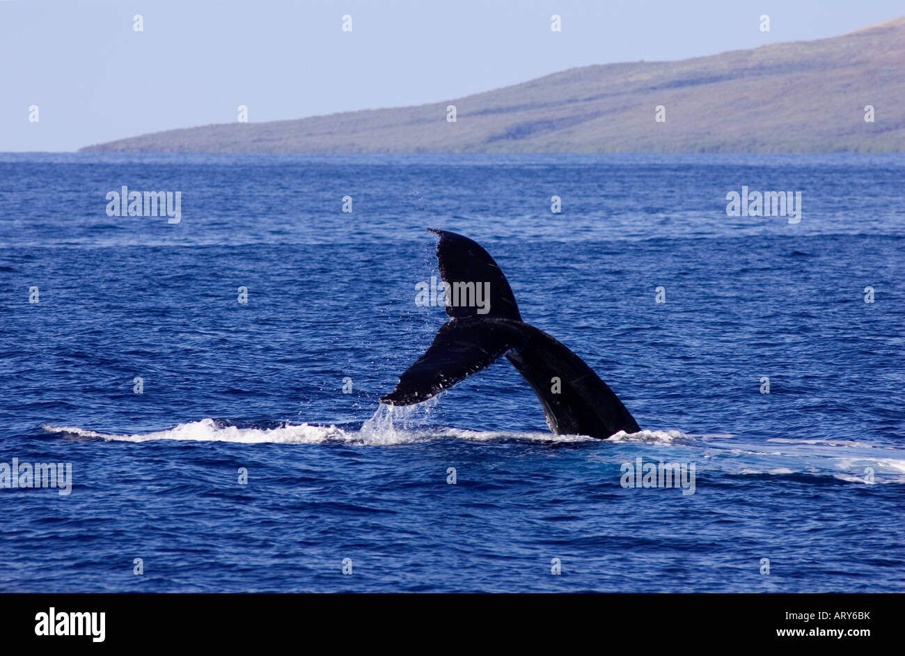 A humpback whale does a fluke up dive off Maui with the island of Lanai ...