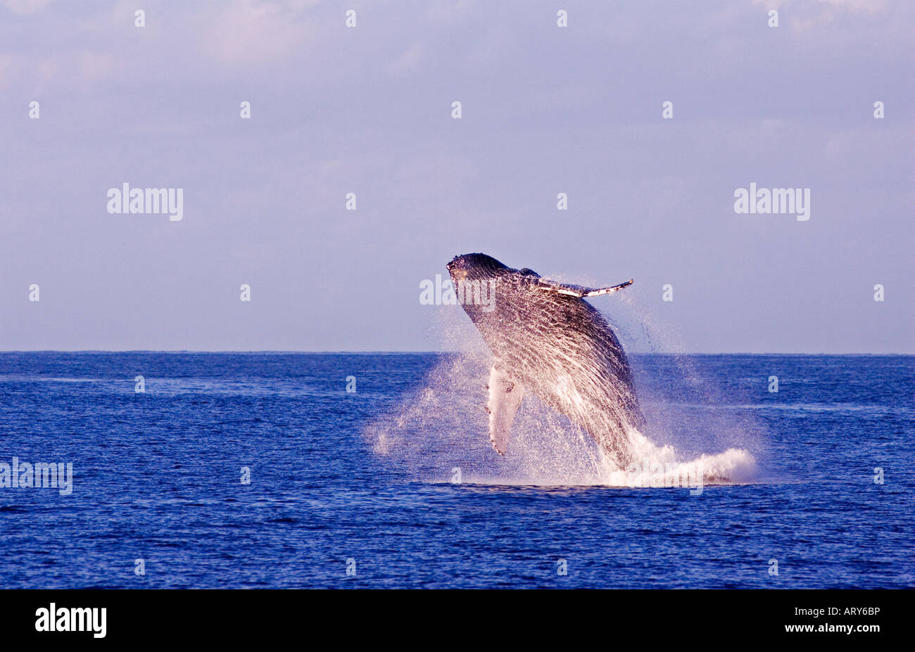 Humpback whales breaches off the Island of Maui Stock Photo - Alamy