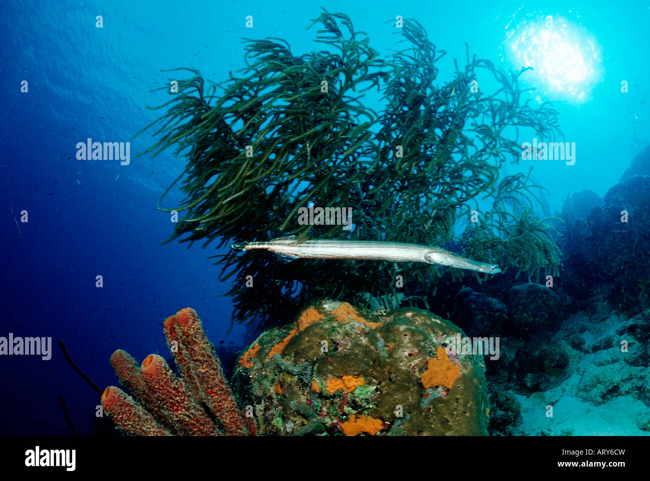 Trumpetfish Aulostomus maculatus Caribbean Sea Tobago Stock Photo