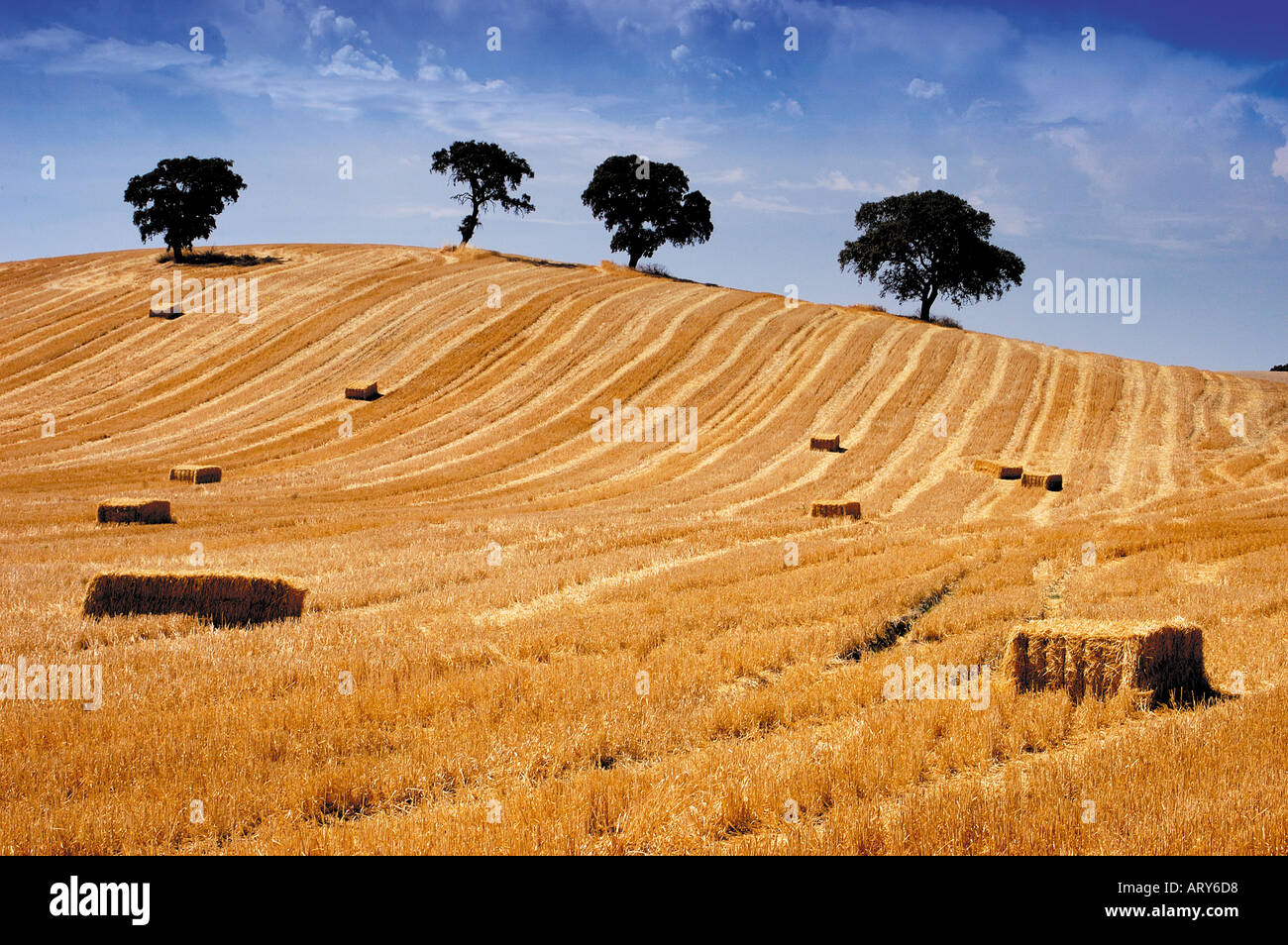 Spain Cordoba landscape near Espejo  Stock Photo