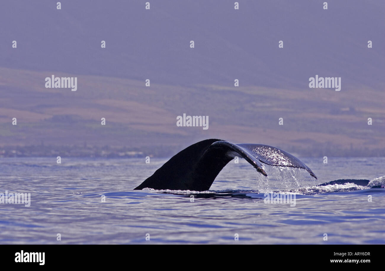 A humpback whale does a fluke up dive with the island of Maui in ...