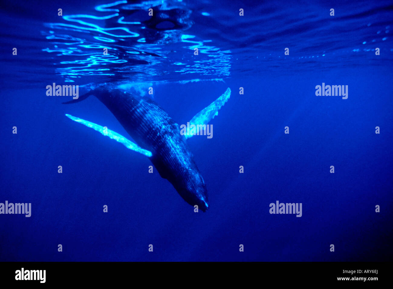 Underwater view of humpback whale off the Isalnd of Maui Stock Photo ...