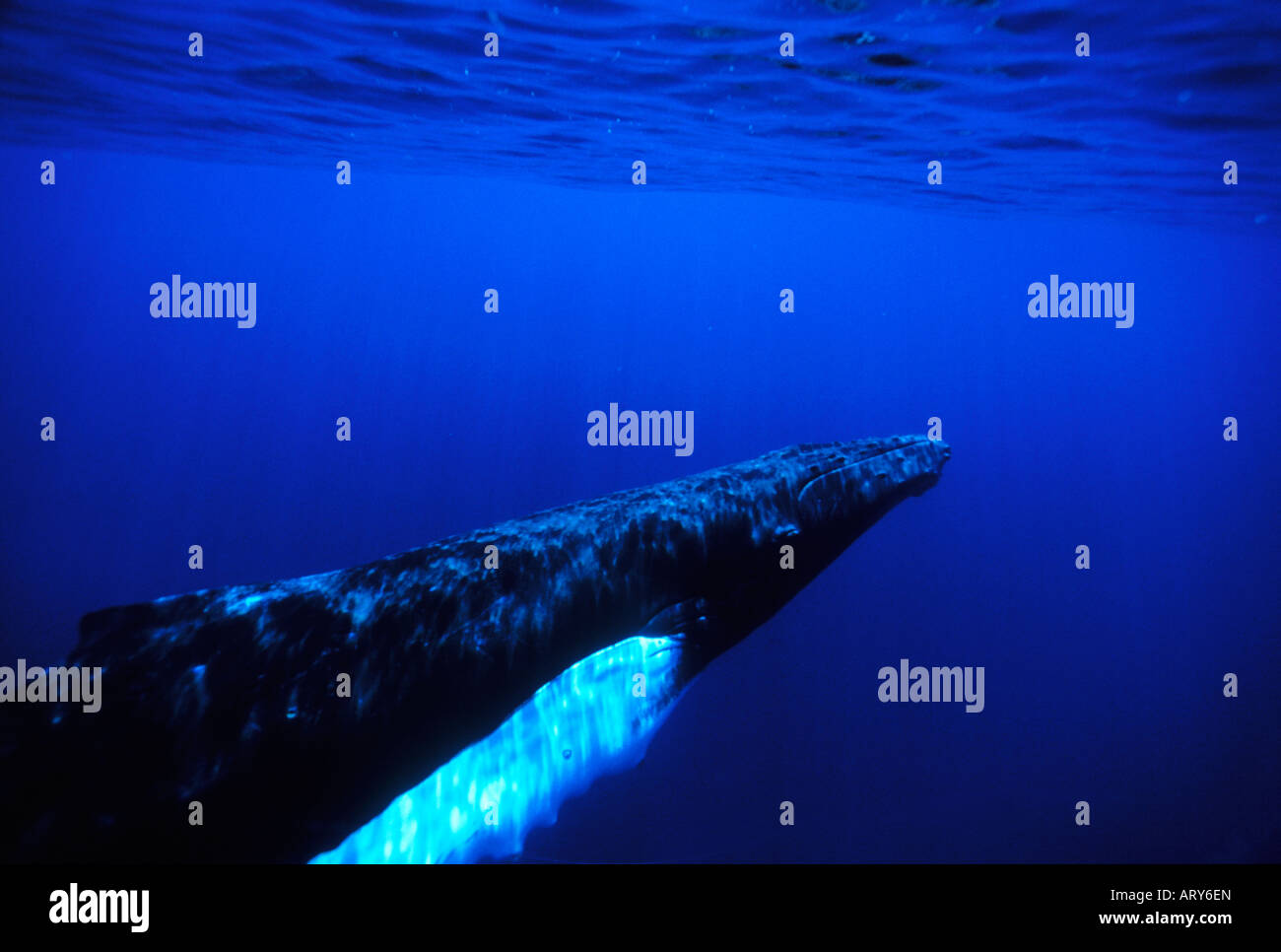 Underwater view of humpback whale off the Isalnd of Maui Stock Photo ...