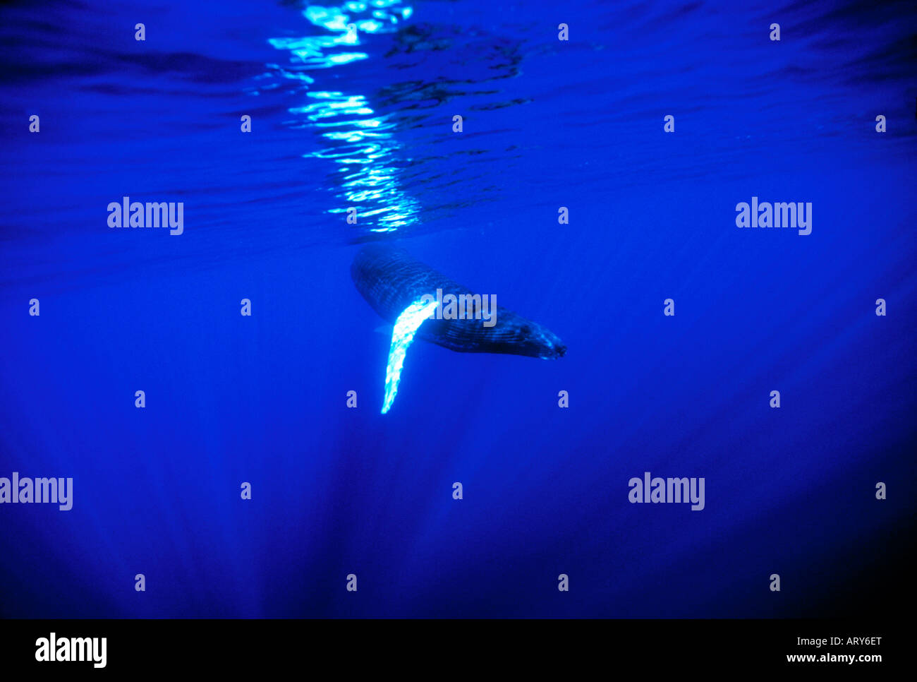 Underwater view of humpback whale off the Isalnd of Maui Stock Photo ...