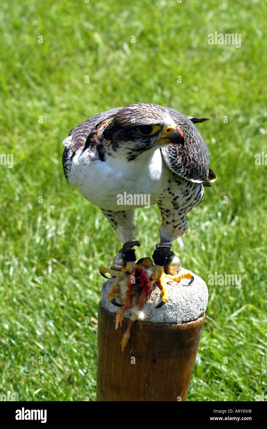 Hybrid Peregrine Sakar Falcon at a birds of prey exhibition. Stock Photo
