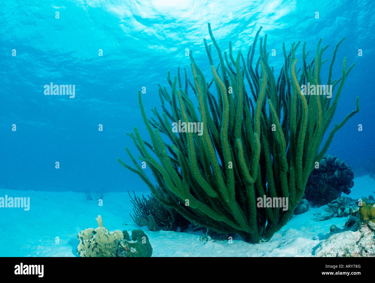 Corals on sandy bottom Caribbean Sea Tobago Stock Photo