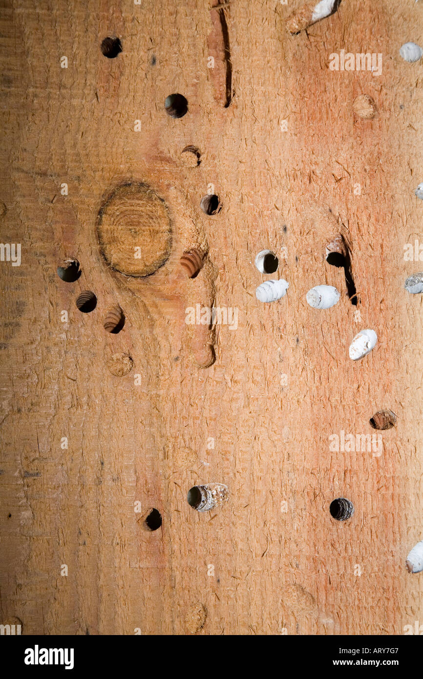 Shipworm mollusc Teredo navalis damage in cedar wood Stock Photo