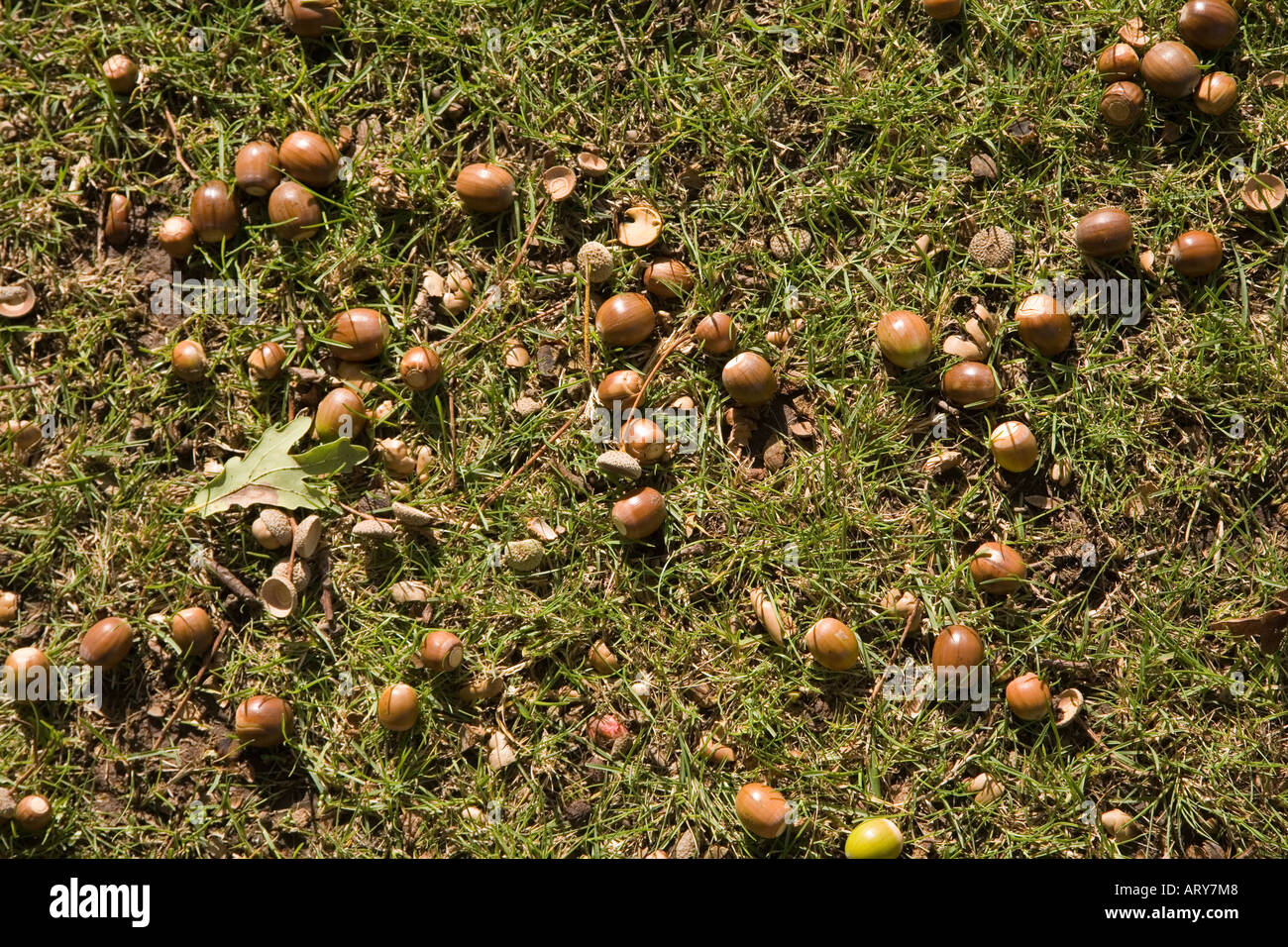 Acorn nuts from Pedunculate or English Oak Quercus robur fallen on ground Wales UK Stock Photo