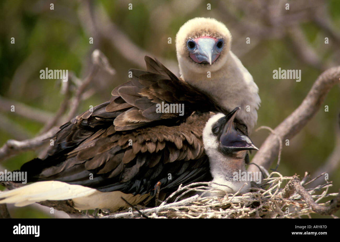Red footed booby mother and chick on Bird Island Tetiaroa French Polynesia Stock Photo