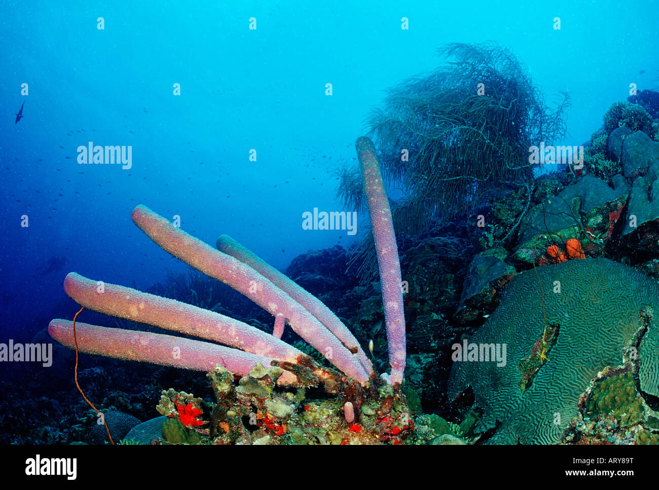 Coral Reef Caribbean Sea Cuba Stock Photo