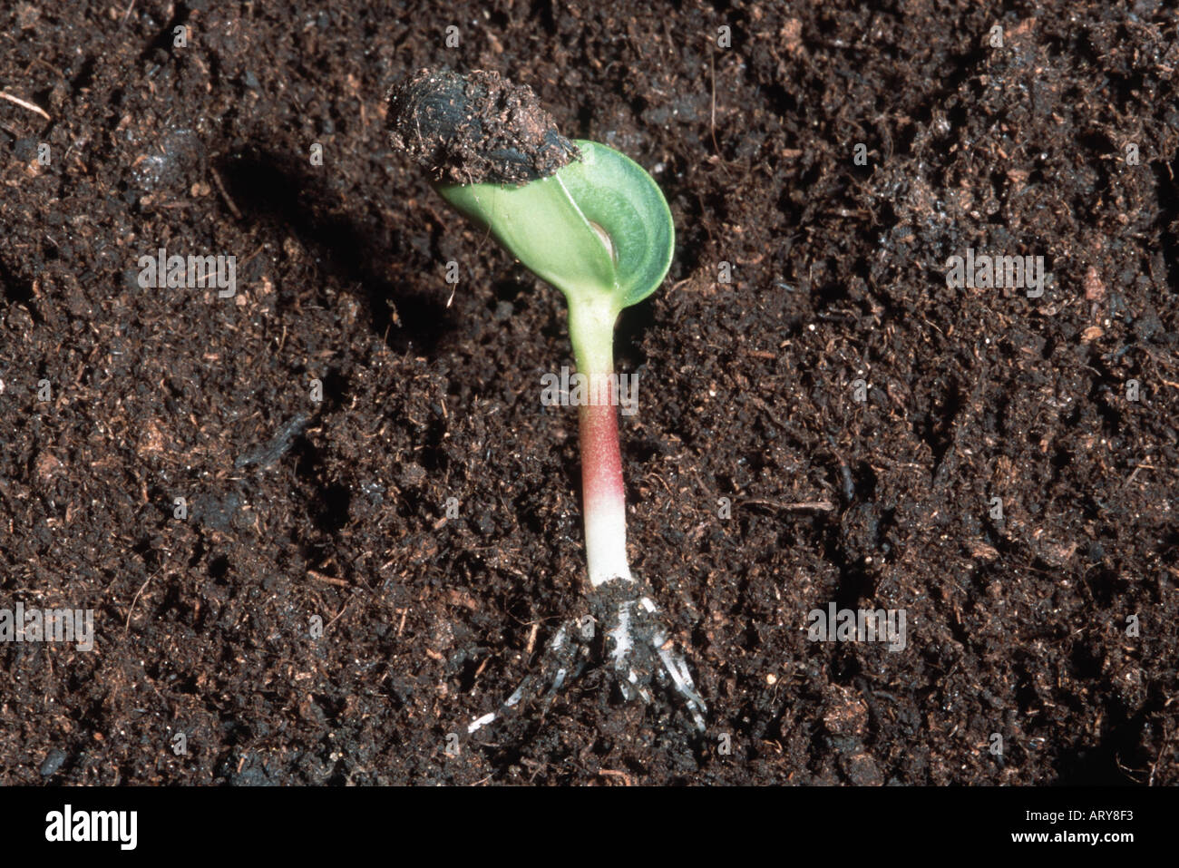 Two cotyledons of germinating sunflower emerging from seed case UK