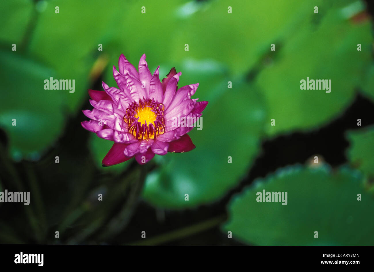 Close up water lily hi-res stock photography and images - Alamy