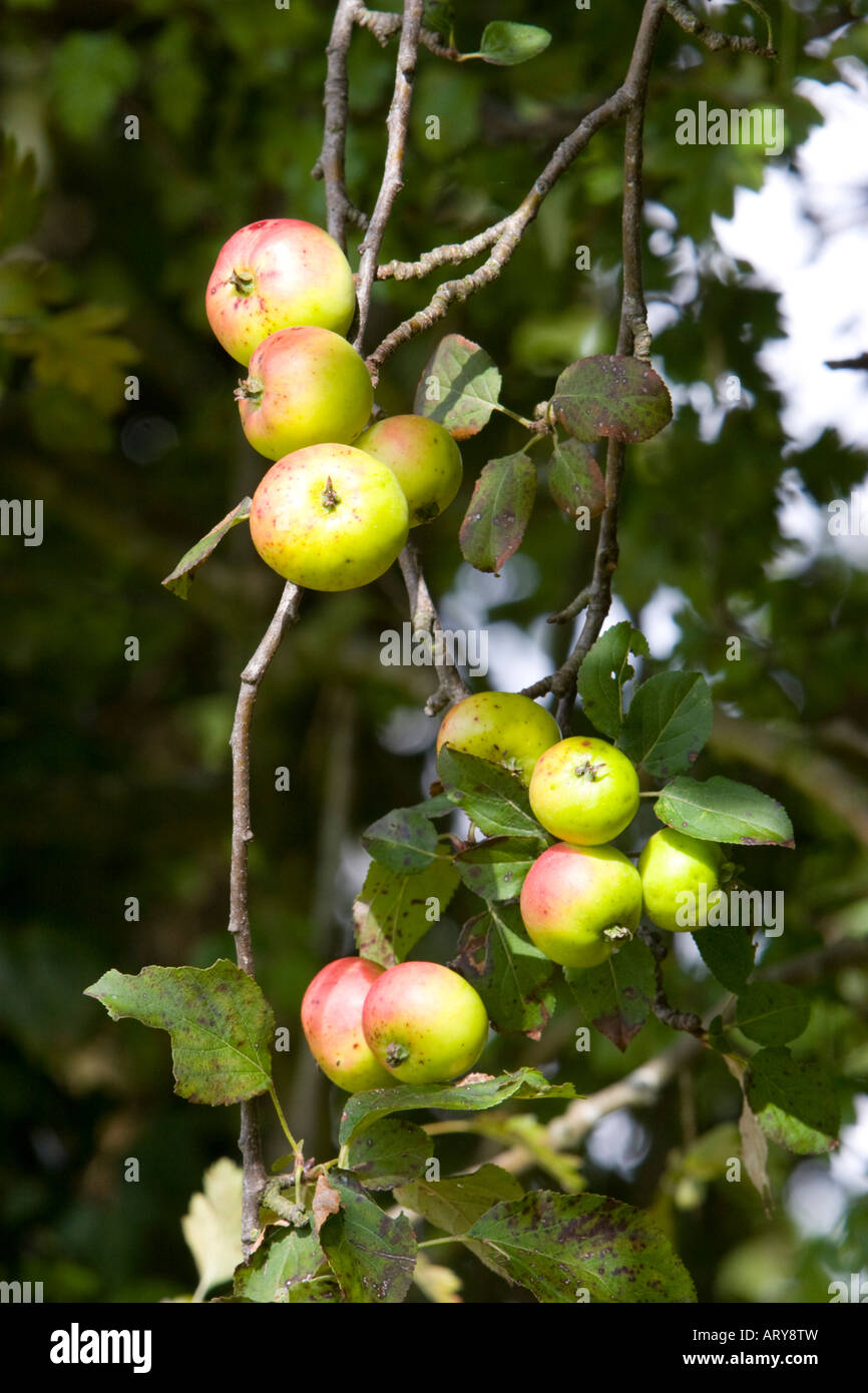 Apples growing on the branch of the apple tree Stock Photo Alamy