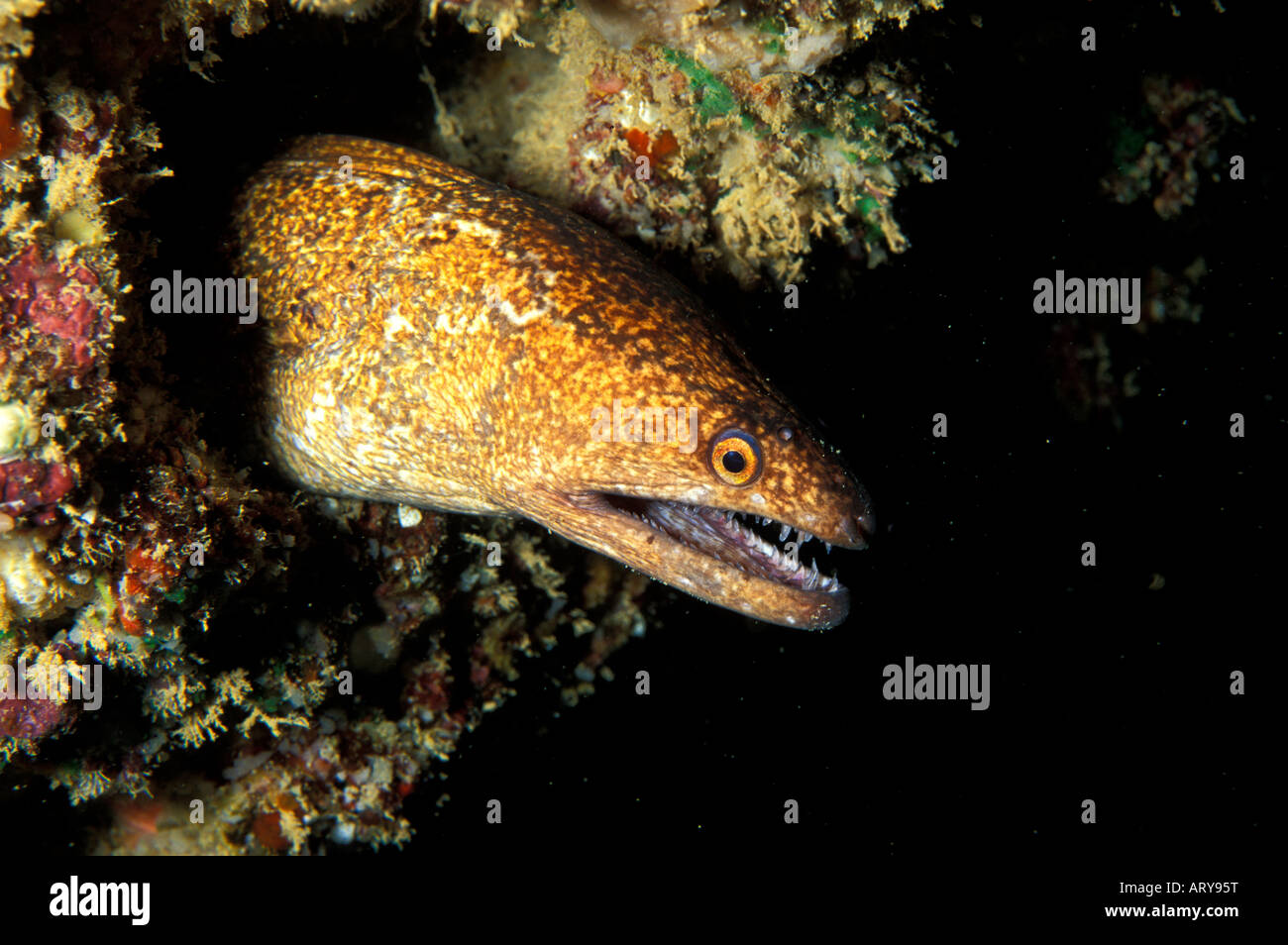 The Stout Moray Eel (Gymnothorax eurostus) hides in the cracks and crevices of Hawaii's coral reefs. Hawaiian name is Puhi. Stock Photo
