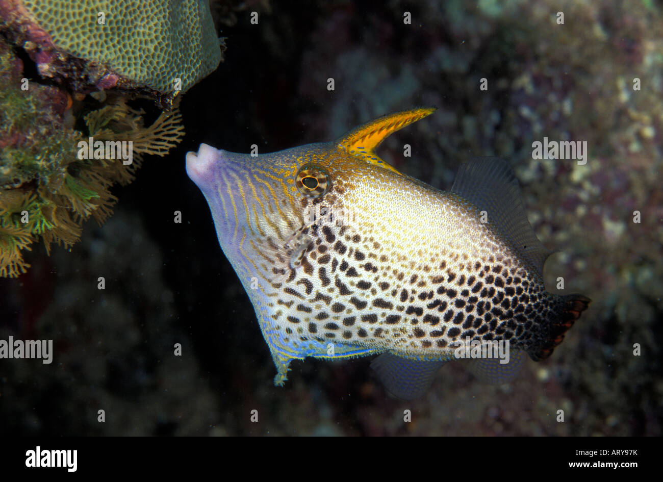 The Fantai Filefish (Pervagor spilosoma) . One of Hawaii's unique reef fishes. Hawaiian name is O ili uwi-uwi. Stock Photo
