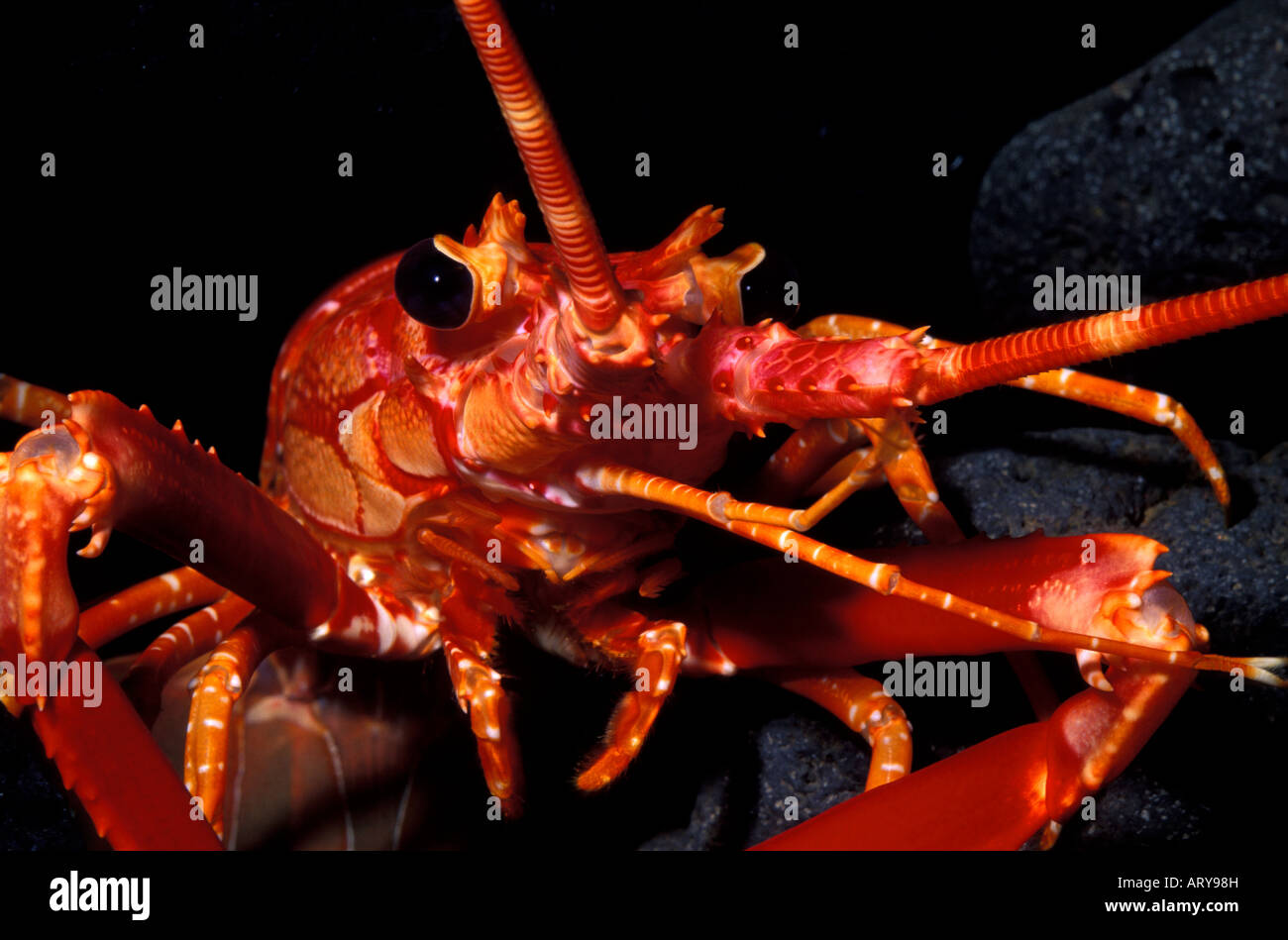 The Hawaiian Lobster (Justitia longimanus). Stock Photo