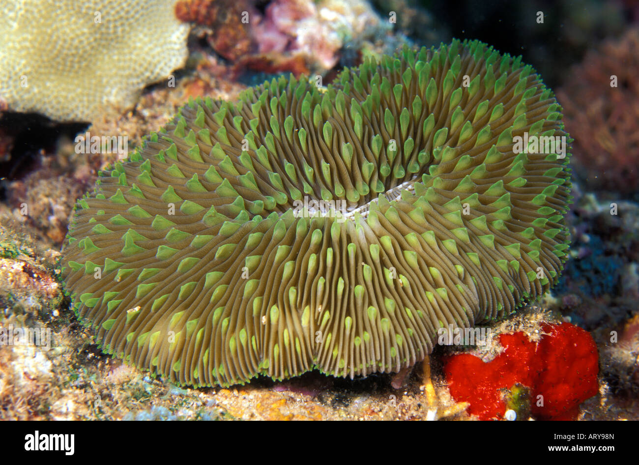 The unique Mushroom Coral (Fungia scutaria).  Hawaiian name is Ako ako a kohe. Stock Photo