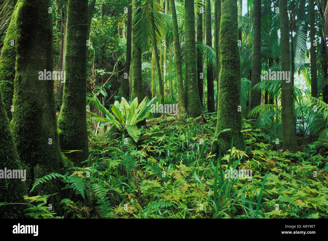 An Old-growth and Lush Taiga Forest Near Kuusamo Stock Photo - Image of  green, plants: 204191850