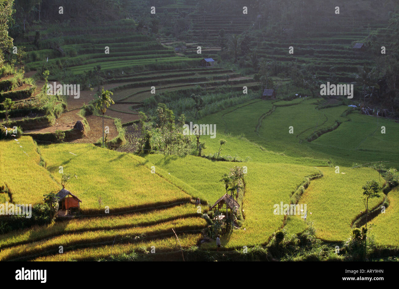Rice terraces late afternoon light Stock Photo - Alamy