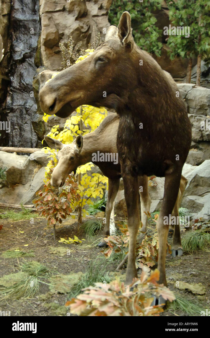 The North American female Moose with its young. Stock Photo