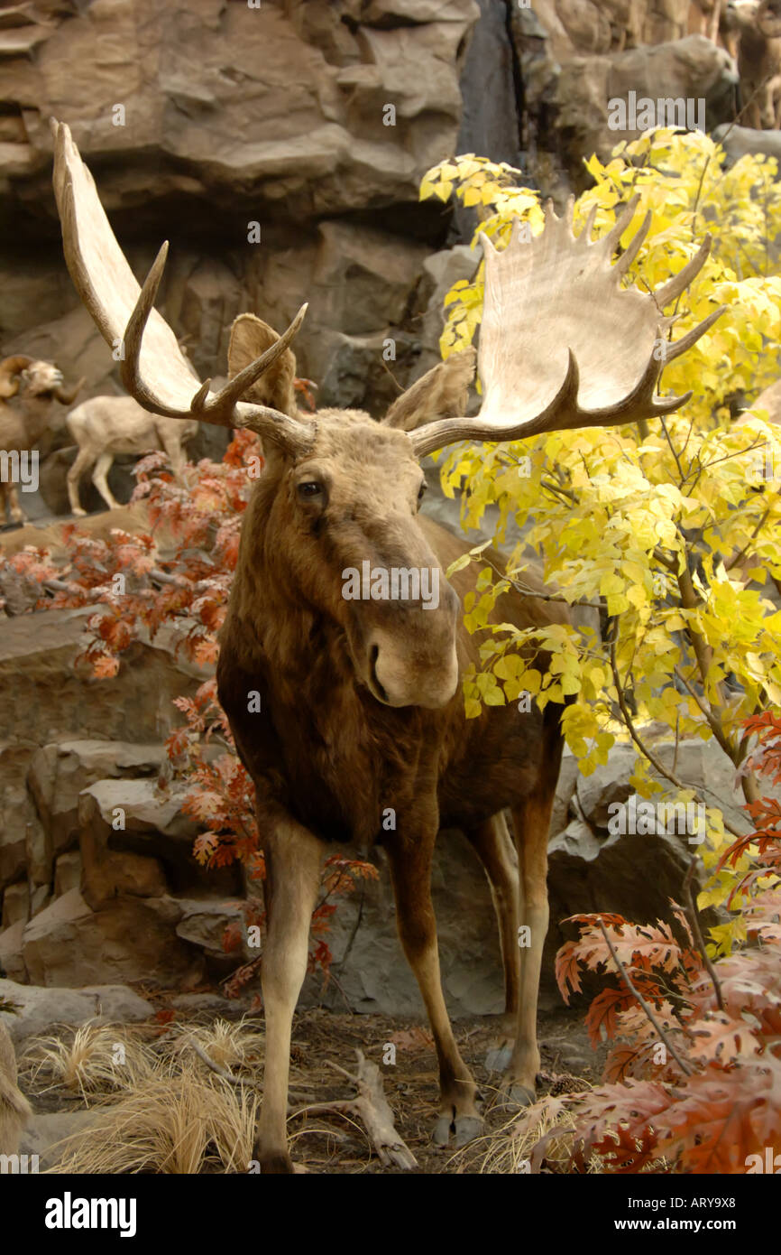 North American Male Moose. Stock Photo