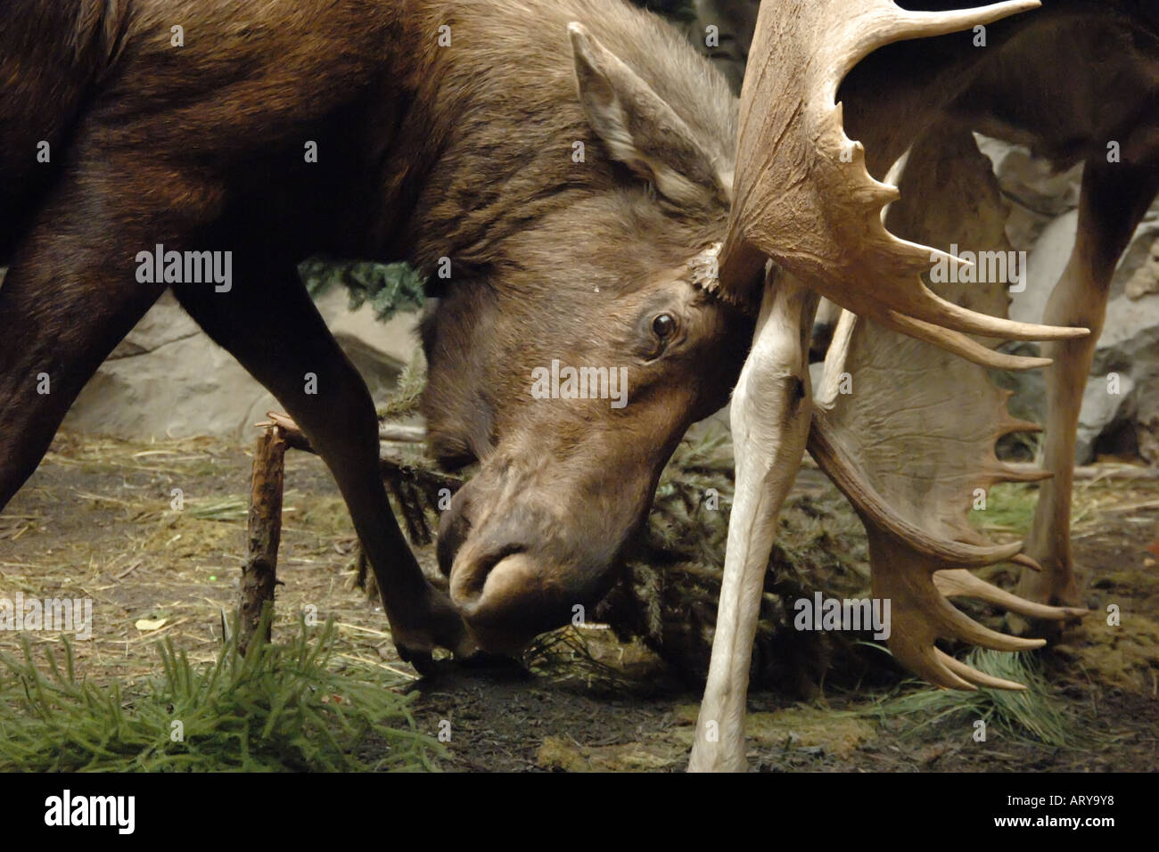 North American Male Moose. Stock Photo