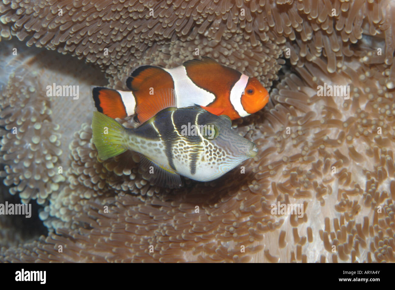 Waikiki Aquarium's more popular residents include the Mimic Filefish  and the Clown Anemonefish (background). Stock Photo