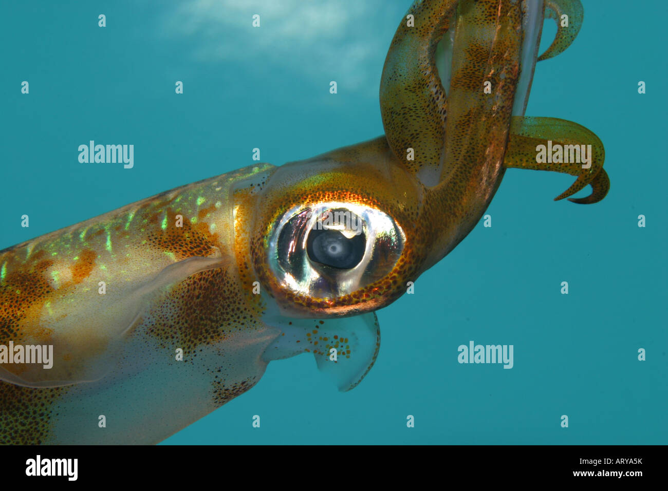 The Oval Squid (Sepioteuthis lessoniana) is a favorite attraction at the Waikiki  Aquarium Stock Photo