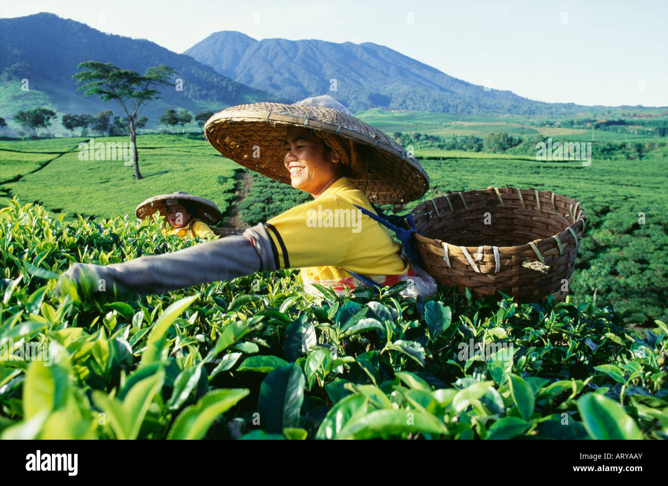 Tea pickers harvesting tea Stock Photo Alamy